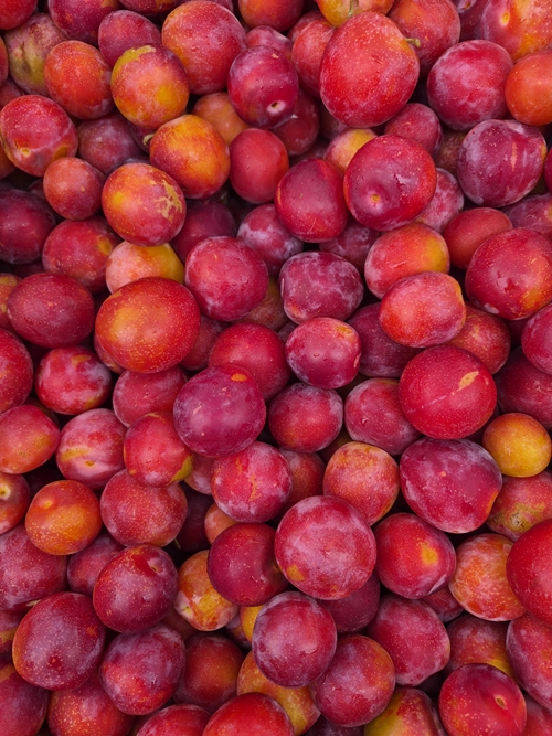 SWEET TREAT PLUERRY PLUM (TM) (Prunus domestica)